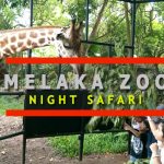 Melaka Zoo Night Safari is highly recommended activity in Malacca for some family fun time.